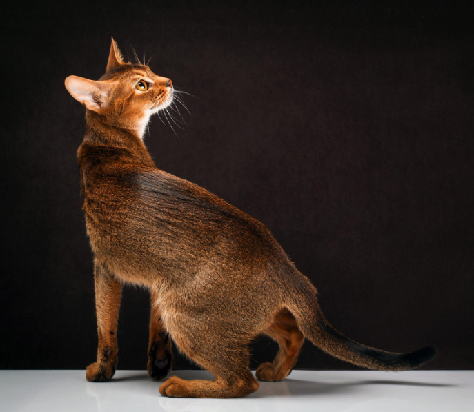 Abyssinian cat with a short ticked coat and slender, athletic build.
