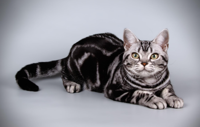 American Shorthair cat sitting calmly with its signature round face and silver tabby coat.