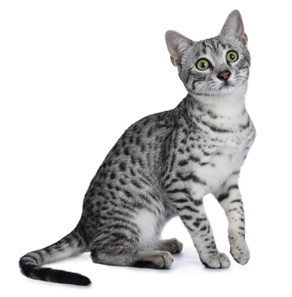 Egyptian Mau cat with a spotted coat and striking green eyes.