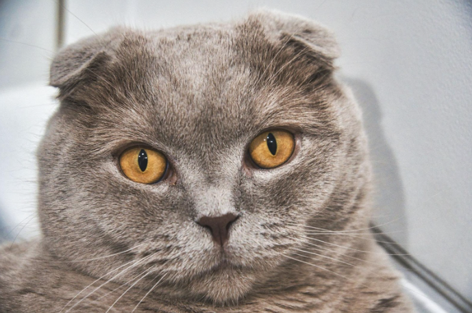 Scottish Fold cat with distinctive folded ears and a round, expressive face.