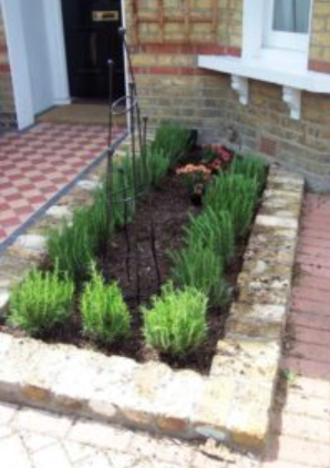 Herb Border Edging