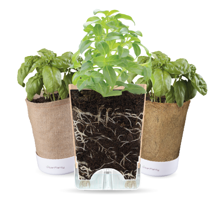 Vertical Garden Border