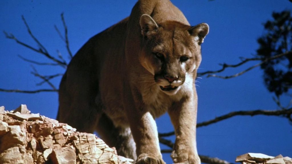 Wampus-cat-image-feature