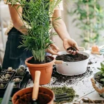 best soil for indoor plants